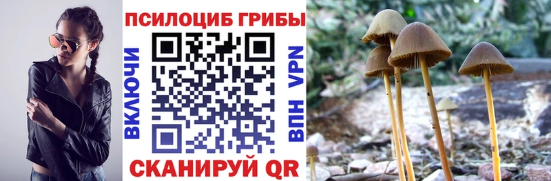 Псилоцибиновые грибы Psilocybe  Почеп 